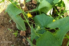 Luffa aegyptiaca